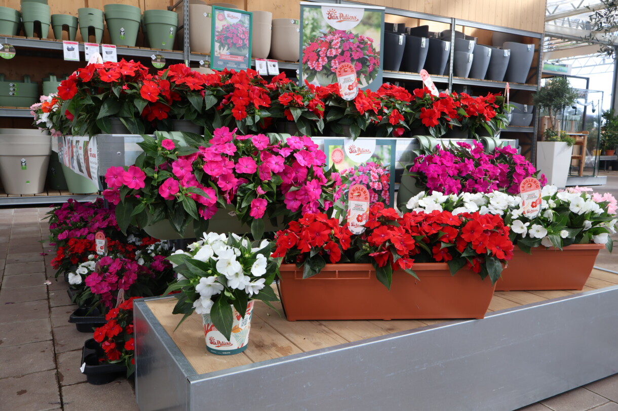 Niecierpek nowogwinejski SunPatiens® (fot. Sakata)