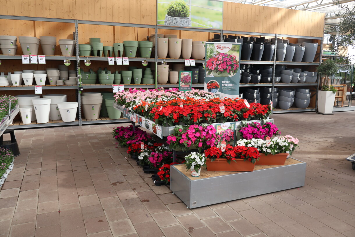Niecierpek nowogwinejski SunPatiens® (fot. Sakata)