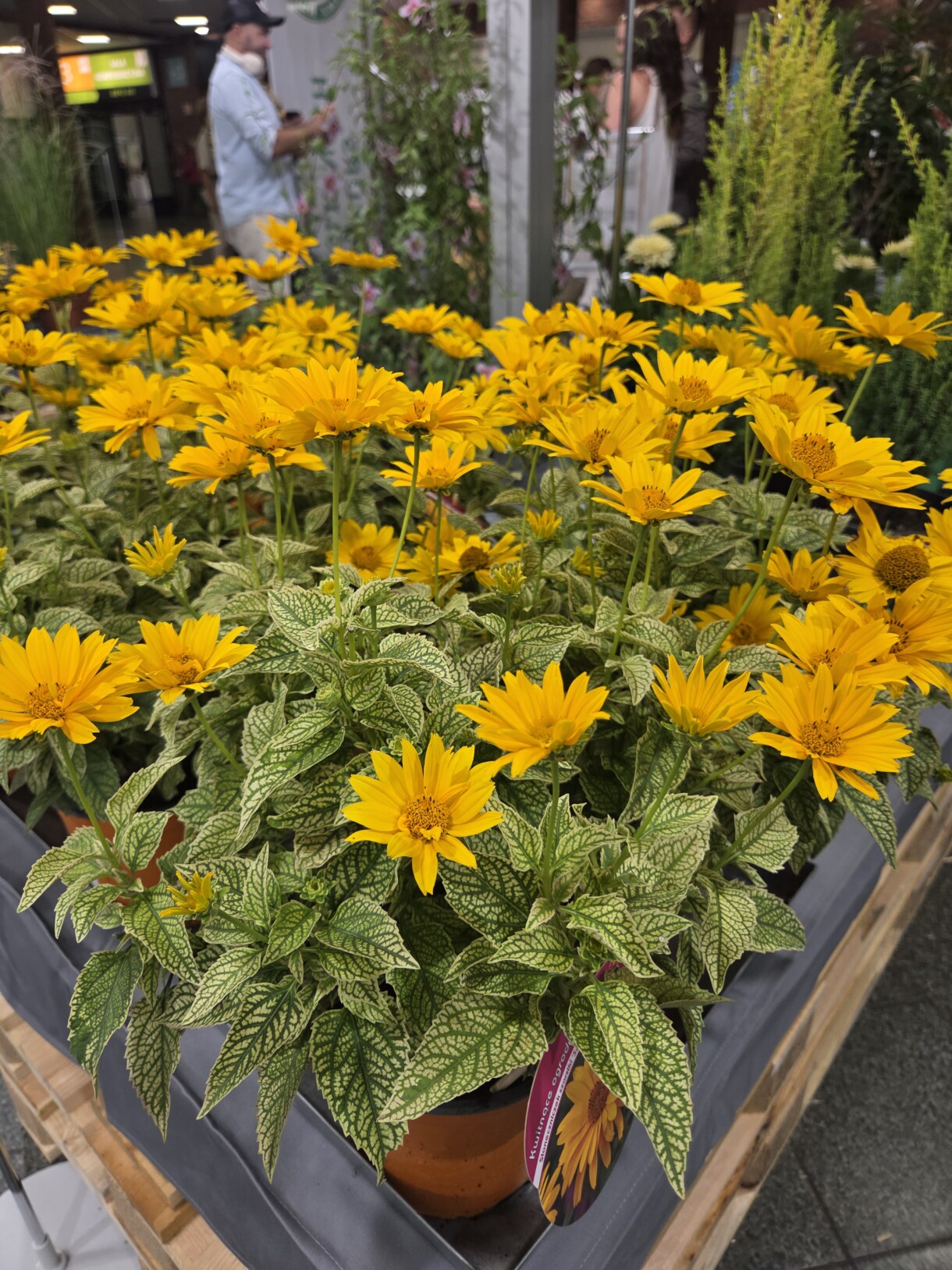 Słoneczniczek zwyczajny (Heliopsis helianthoides) SOLAR FLARE, zgłoszony do Konkursu Roślin Nowości przez Gospodarstwo Specjalistyczne PANEK – Dariusz Panek (fot. A. Wize)