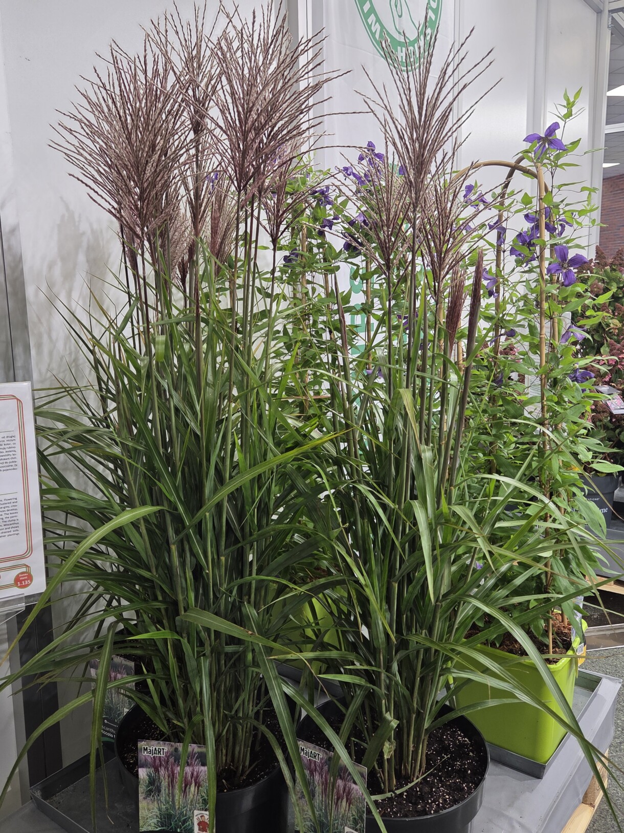 Miskant chiński (Miscanthus sinensis) PICCOLO RUBINO - z polskiej hodowli (Szkółka Roślin Ozdobnych Daglezja - Artur Maj), fot. A. Wize