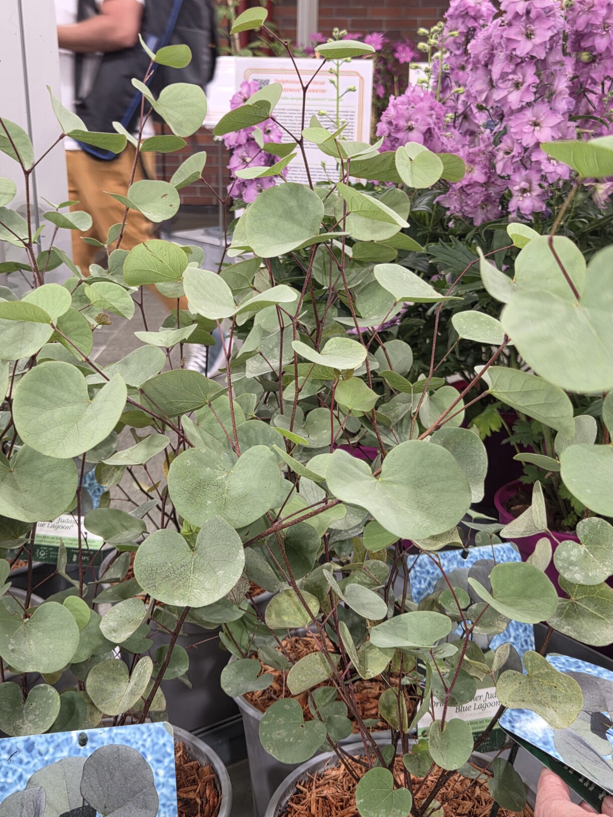 Cercis canadensis (judaszowiec kanadyjski) GARDEN GEMS® AMETHYST, zgłoszony do Konkursu Roślin Nowości przez firmę PLANTLINE B.V (fot. A. Wize)