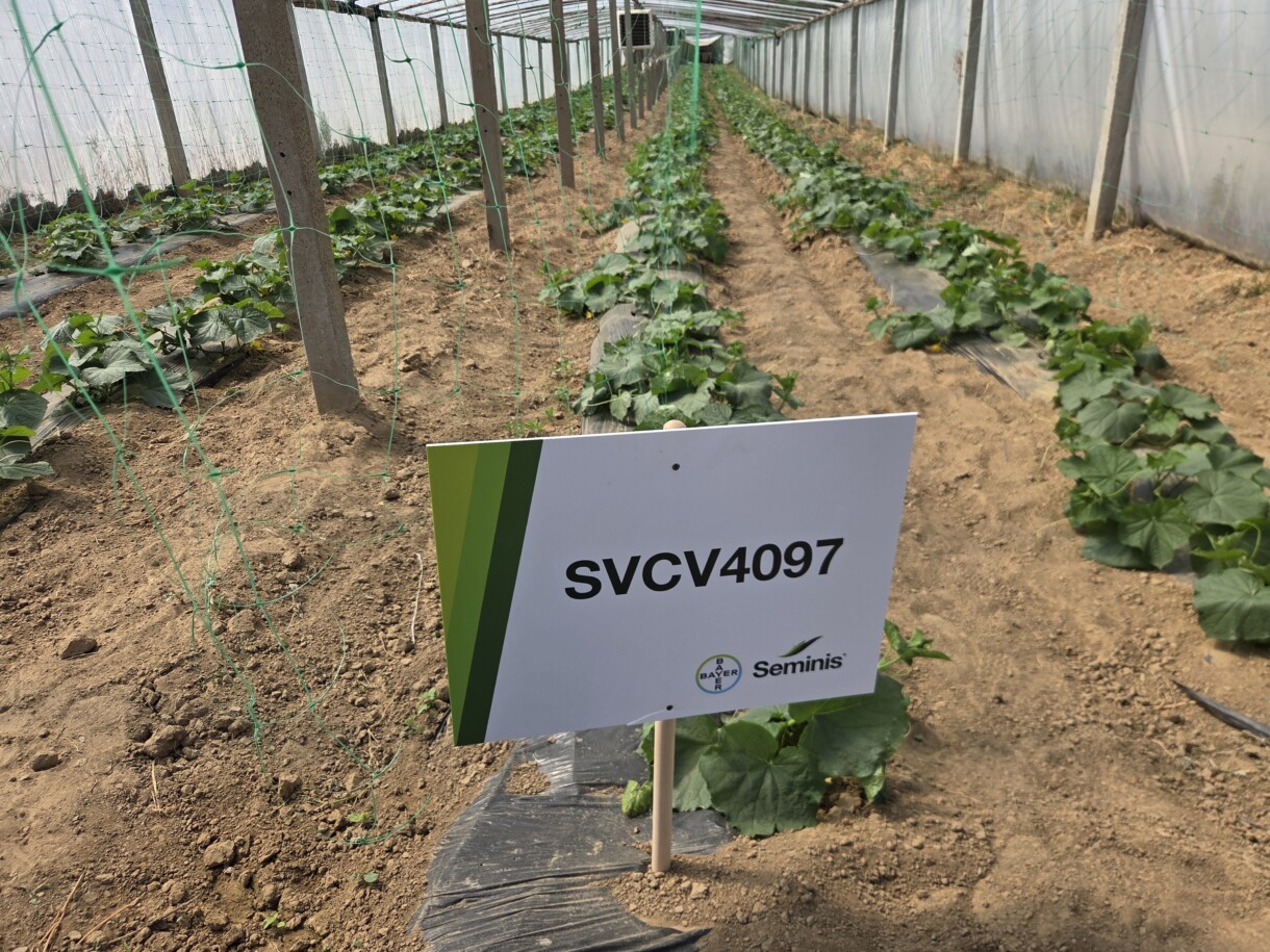 Warzywa tunelowe z Sandomierza; ogórek SVCV4097 F1