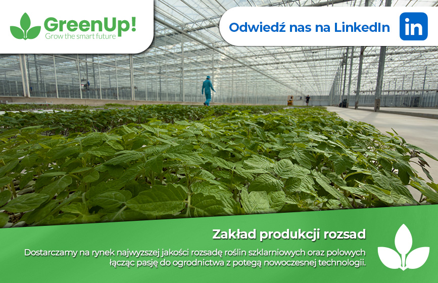 Citronex produkcja rozsady uprawa warzyw, uprawa w szklarni, uprawa warzyw w polu