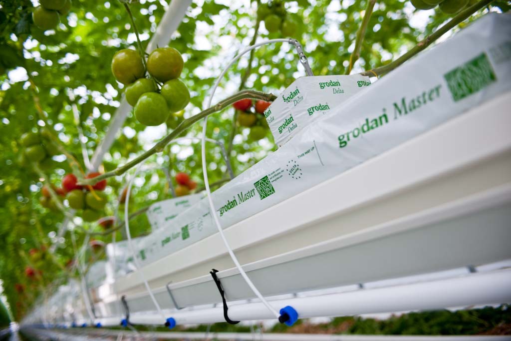 Kroplownik Rivulis Supertif Agrosimex precyzyjne nawadnianie, nawadnianie upraw w szklarni i w tunelach, nawadnianie upraw pod osłonami