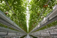 Kroplownik Rivulis Supertif Agrosimex precyzyjne nawadnianie, nawadnianie upraw w szklarni i w tunelach, nawadnianie upraw pod osłonami