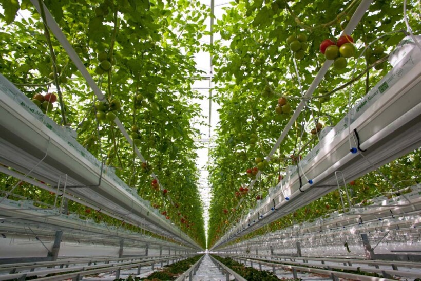 Kroplownik Rivulis Supertif Agrosimex precyzyjne nawadnianie, nawadnianie upraw w szklarni i w tunelach, nawadnianie upraw pod osłonami