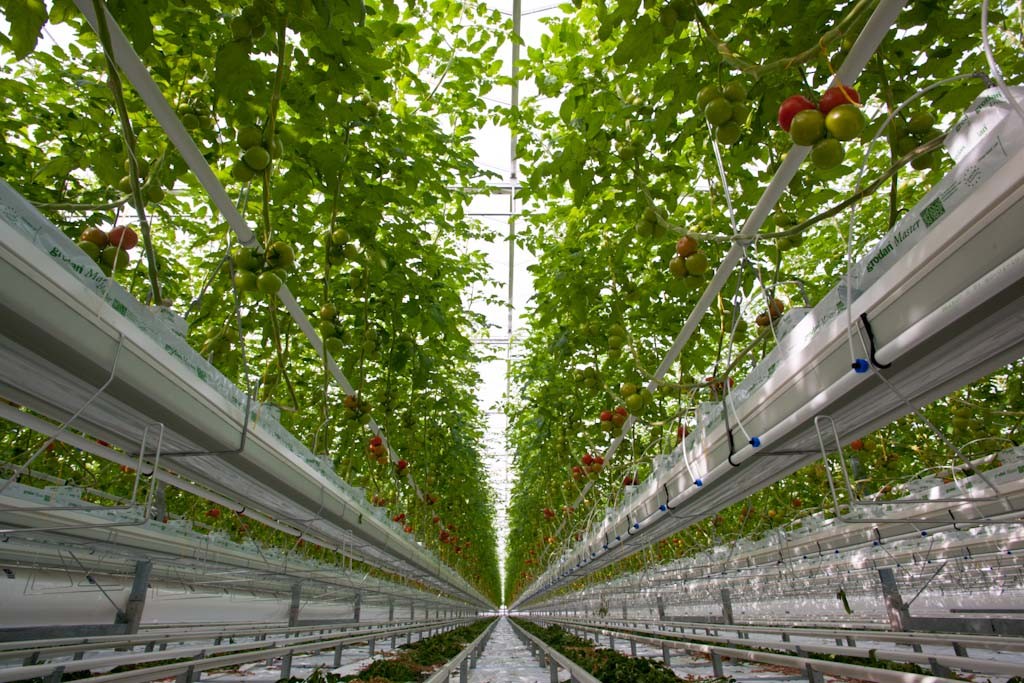 Kroplownik Rivulis Supertif Agrosimex precyzyjne nawadnianie, nawadnianie upraw w szklarni i w tunelach, nawadnianie upraw pod osłonami