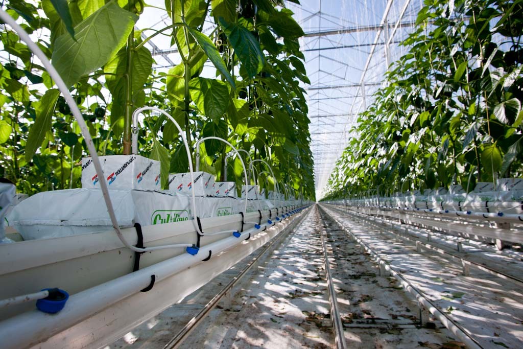 Kroplownik Rivulis Supertif Agrosimex precyzyjne nawadnianie, nawadnianie upraw w szklarni i w tunelach, nawadnianie upraw pod osłonami