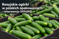 AI generated - rosyjskie ogórki w polskich opakowaniach