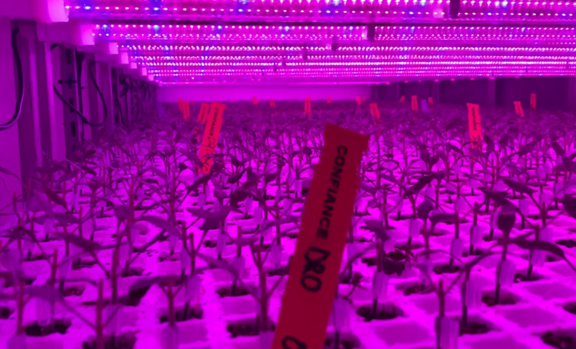 Szczepione, ogłowione siewki pomidora w klimatyzowanej komorze z LED-ami (fot. H. van Herk)