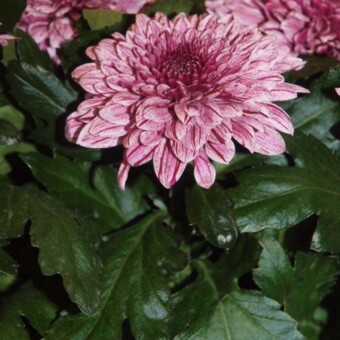 Chryzantema ‘Pip’ – jedna z nowości odmianowych, promowanych przez organizatorów targów, fot. 1-8 A. Cecot