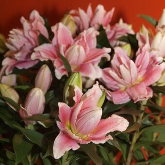 Lilia 'Roselily Natalia'