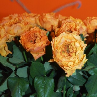 Szklarniowa róża ‘Caraluna’ – takiej budowy kwiaty to trend hodowlany ostatnich lat