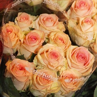 Róża ‘Moyhe’ z ekspozycji firmy de Ruiter 