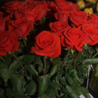 Róża ‘Promezza’ (Terra Nigra)