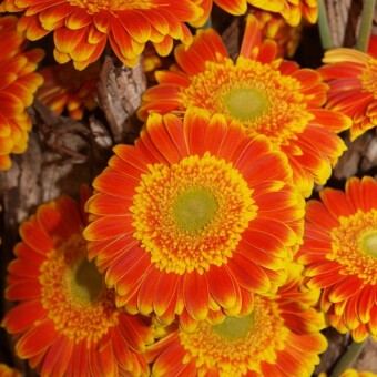 Gerbera ‘Wannabe’ (Florist)