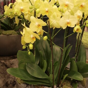 Phalaenopsis ‘Ferrara’, fot. 1-6 A. Cecot