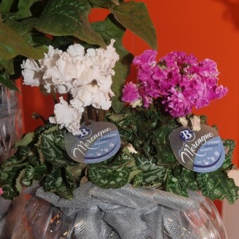 Cyklameny – odmiany z grupy ‘Merengue’