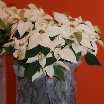 Euphorbia ‘Princettia Pearls’