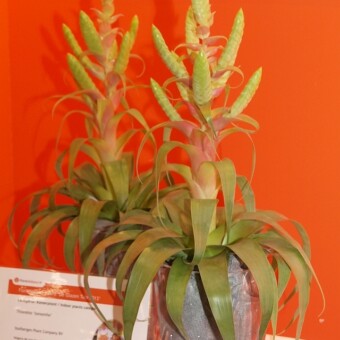 Tillandsia ‘Samantha’ – wyróżniona w 2013 r. nagrodą „Szklanego Tulipana” (Glazen Tulp) przyznawaną przez giełdę FloraHolland