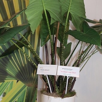 Alocasia zebrina – jedna z kandydatek do przyszłorocznej nagrody „Glazen Tulp” w kategorii „Rośliny doniczkowe”