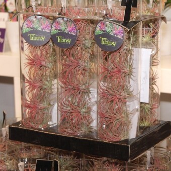 ”Tilansy” – koncepcja sprzedaży tilandsii wyróżniona nagrodą „Glazen Tulp” 2013