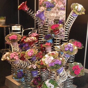 Jedno z tegorocznych, pomysłowych stoisk - z saintpauliami