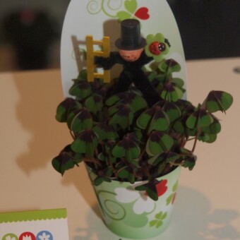 ”Koniczynka” (Oxalis) na szczęście