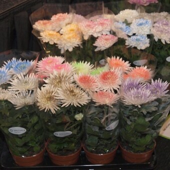 Farbowane kwiaty to jeden z widocznych segmentów rynku roślin ozdobnych (tu: chryzantemy z grup Anastasia i Zembla, wyprodukowane w doniczkach)