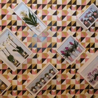 Interesujące stoisko z roślinami doniczkowymi  