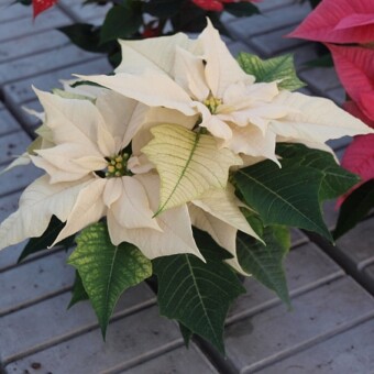 ’Cortez White' 