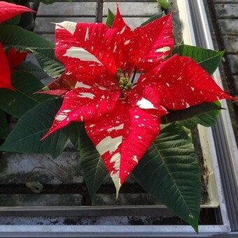 ’Primero Glitter’ 