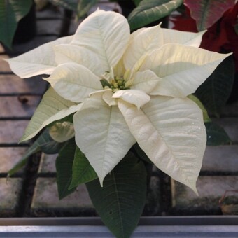 'Premium White'