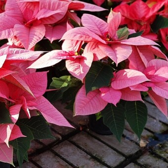 'Premium Pink'