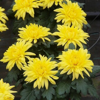 ‘Mount Listou Yellow’