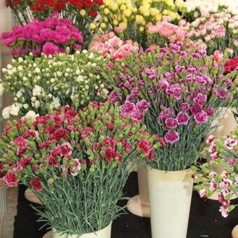 Goździki są najważniejszymi w Turcji kwiatami ciętymi rodzimej produkcji (tu: ze stoiska gospodarstwa Oğlak Ҫiҫekҫilik z Izmiru na zachodzie kraju)