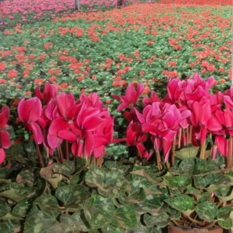 Cyklameny z ekspozycji gospodarstwa Gaye z leżącej niedaleko Stambułu prowincji Yalova, która kojarzy się głównie z roślinami doniczkowymi