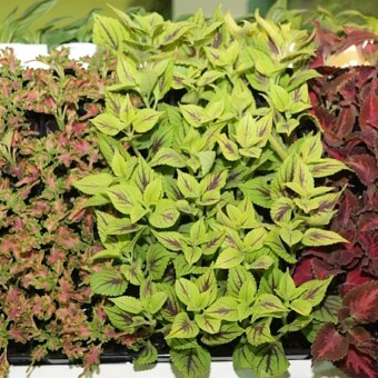 Ukorzenione sadzonki (tu: Solenostemon, czyli tzw. koleus) ze stoiska tureckiej spółki Fleurantalya, w której 50% udziałów ma niemiecka firma Volmary