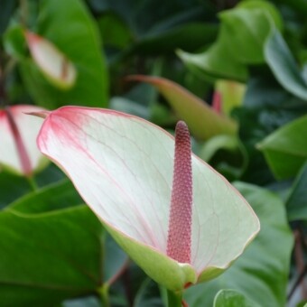 Maxima Verde