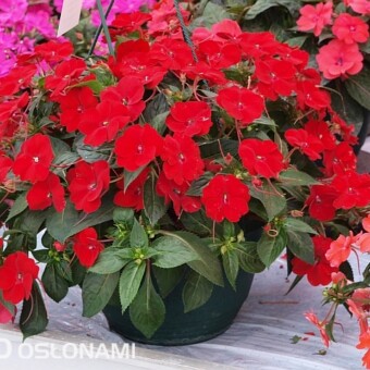 Odmiana 'Red' z tej samej grupy ma atrakcyjny kolor kwiatów