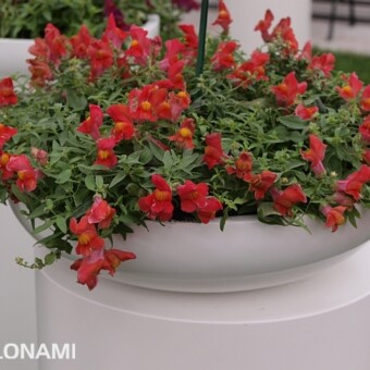 Antirrhinum Candy Showers 'Orange'