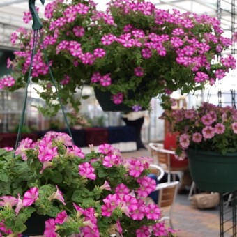 Petunia 'Mini Blast Rose' (na drugim planie, u góry) oraz 'Raspberry Blast' (z przodu) 