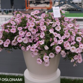 Petchoa SuperCal 'Blushing Pink'