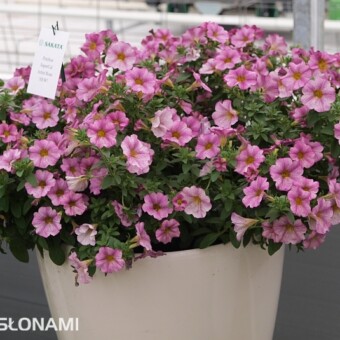 Petchoa SuperCal 'Artist Rose'