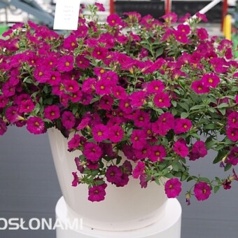 Petchoa SuperCal 'Violet'