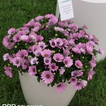 Osteospermum Cape Daisy 'Antique Rose'