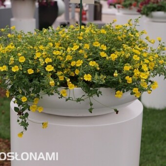 Mecardonia 'Magic Carpet Yellow'