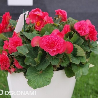 Begonia x tuberhybrida Fortune 'Dark Rose'