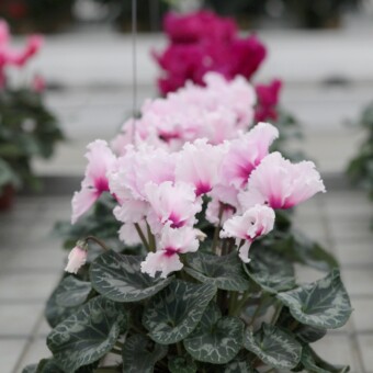 W grupie Maxora Fringed kwiaty mają fryzowane brzegi, tu 'Light Pink Eye' 