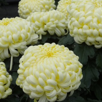 Odmiana ‘Komodo Creme’, fot. 1-10 A.Cecot